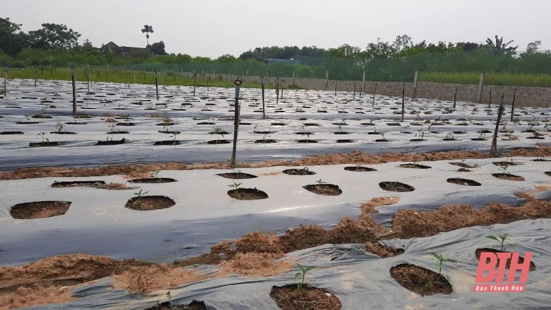Trang trại nho tiền tỷ của Bí thư Đoàn xã