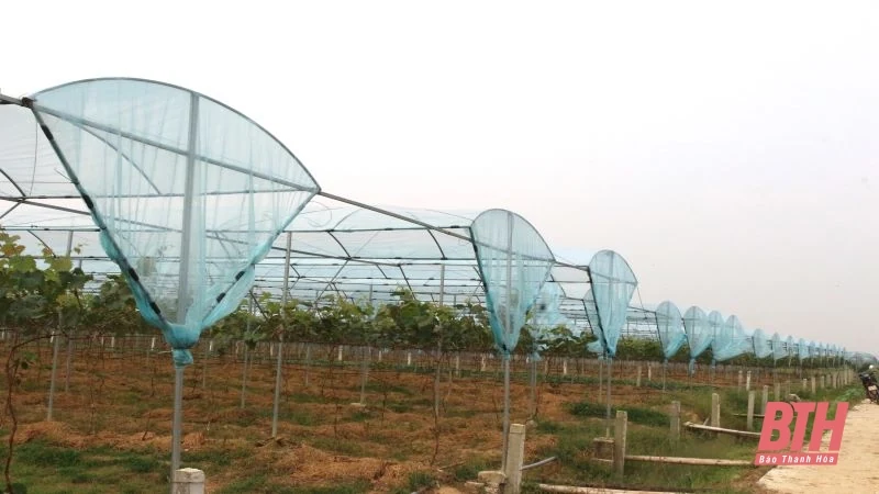 Trang trại nho tiền tỷ của Bí thư Đoàn xã
