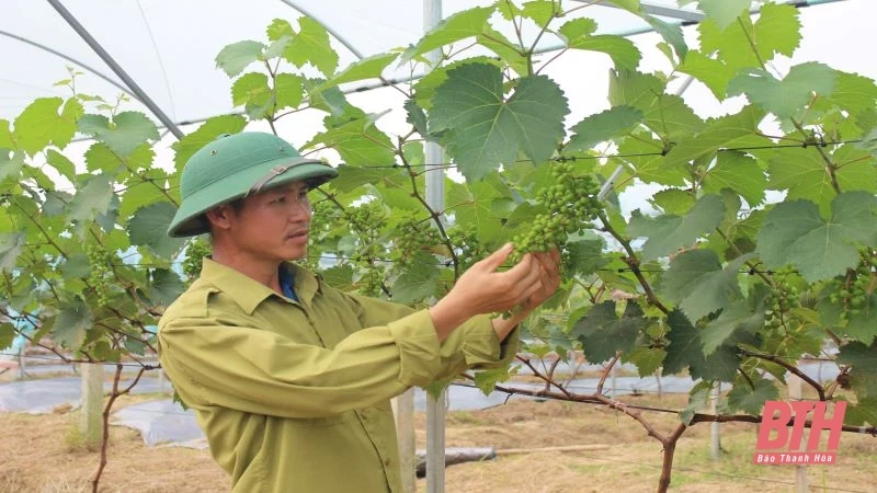Trang trại nho tiền tỷ của Bí thư Đoàn xã