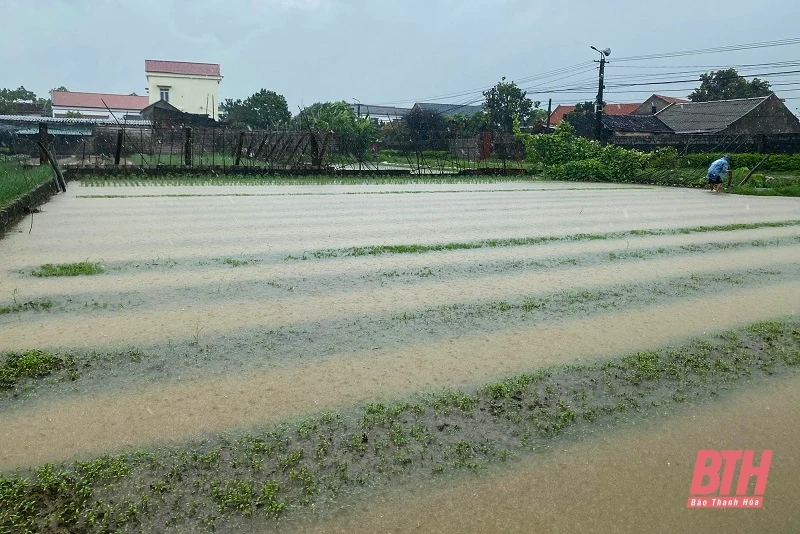 Thanh Hóa tích cực tiêu úng bảo vệ công trình thủy lợi và sản xuất