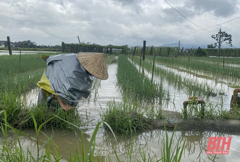 Thanh Hóa tích cực tiêu úng bảo vệ công trình thủy lợi và sản xuất