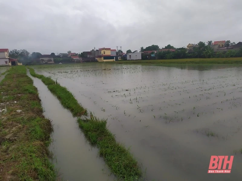 Thiệu Hoá có 37 ha cây trồng bị ngập do mưa
