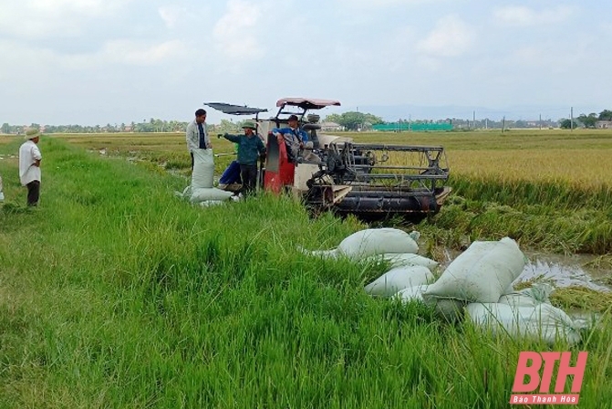 Ứng phó với mưa lớn, Quảng Xương khẩn trương thu hoạch lúa, hoa màu