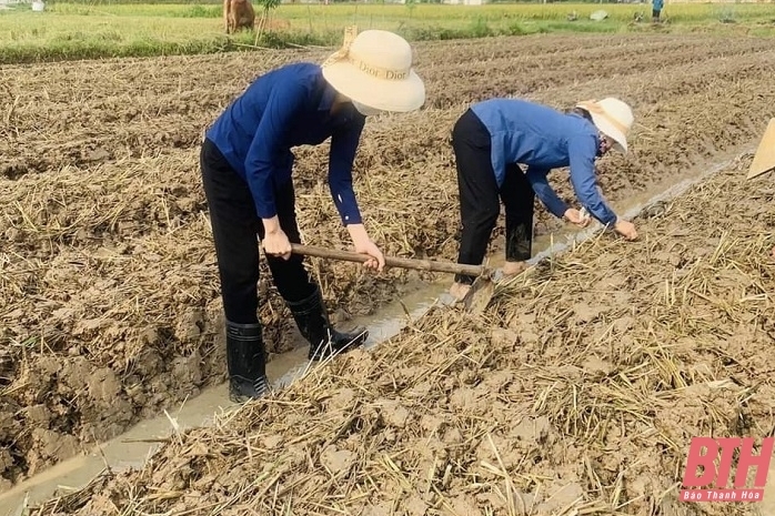 Huyện Triệu Sơn tập trung khôi phục sản xuất vụ đông sau mưa lũ