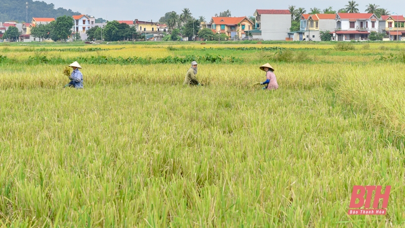 Nông dân tập trung thu hoạch lúa sau đợt mưa lớn kéo dài