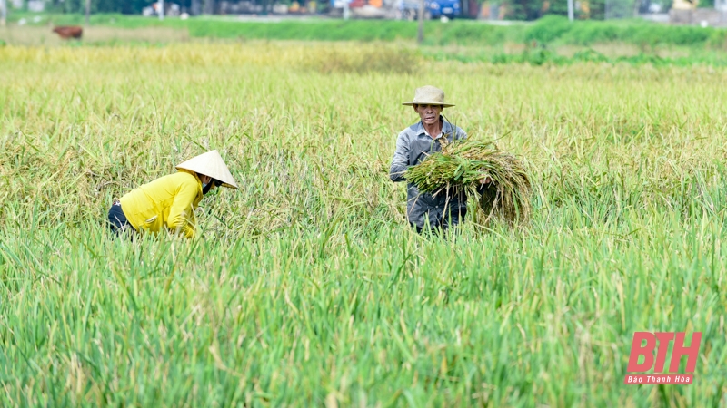 Nông dân tập trung thu hoạch lúa sau đợt mưa lớn kéo dài