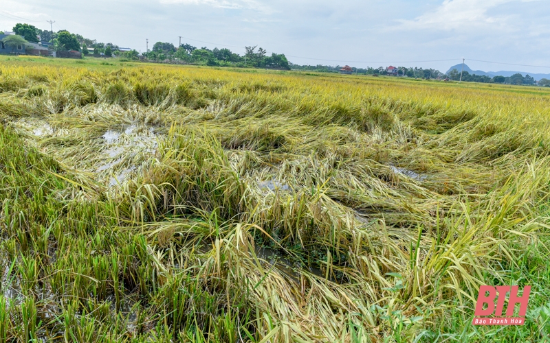 Nông dân tập trung thu hoạch lúa sau đợt mưa lớn kéo dài