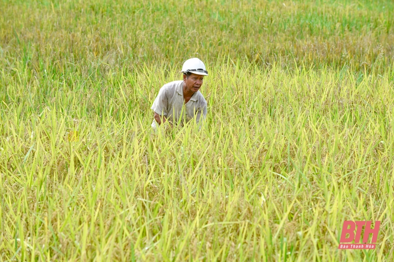 Nông dân tập trung thu hoạch lúa sau đợt mưa lớn kéo dài