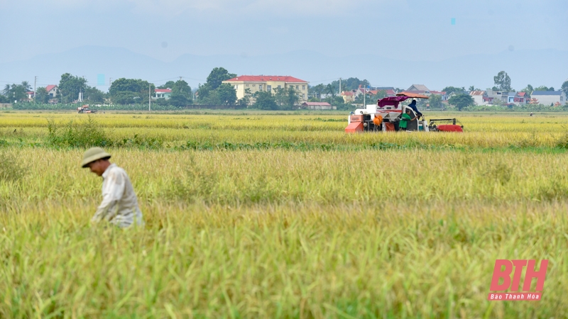 Nông dân tập trung thu hoạch lúa sau đợt mưa lớn kéo dài