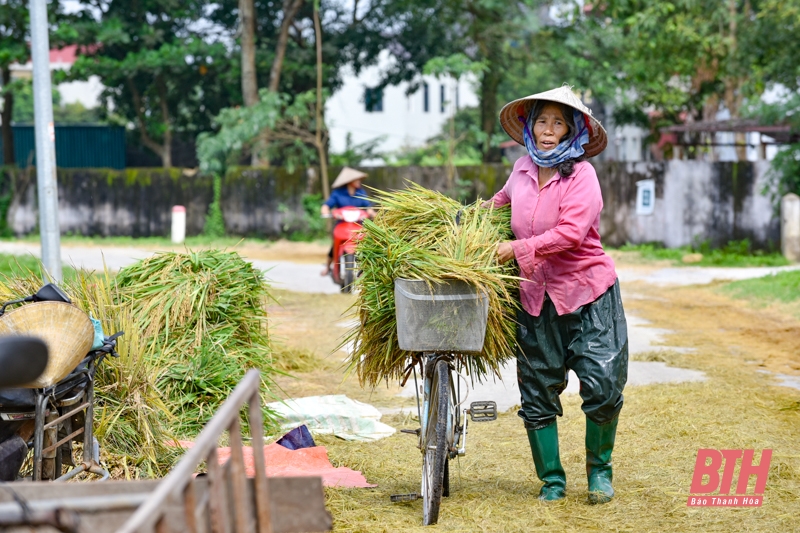 Nông dân tập trung thu hoạch lúa sau đợt mưa lớn kéo dài