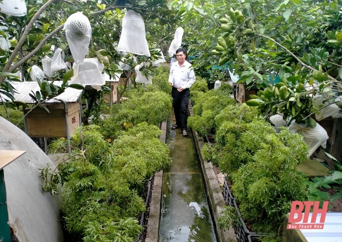 Biến vườn nhà thành những mô hình sản xuất hiệu quả