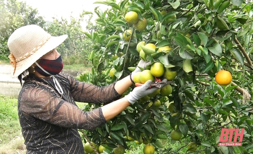 Xuân Hồng (Thọ Xuân): Hơn 60ha cam mang lại hiệu quả kinh tế cao