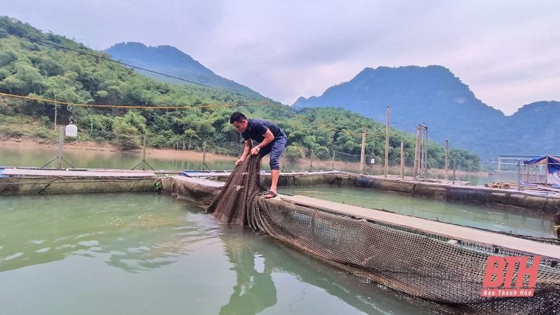 Nuôi cá lồng trên lòng hồ thủy điện Trung Xuân