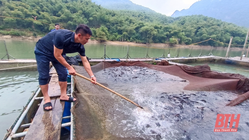 Nuôi cá lồng trên lòng hồ thủy điện Trung Xuân