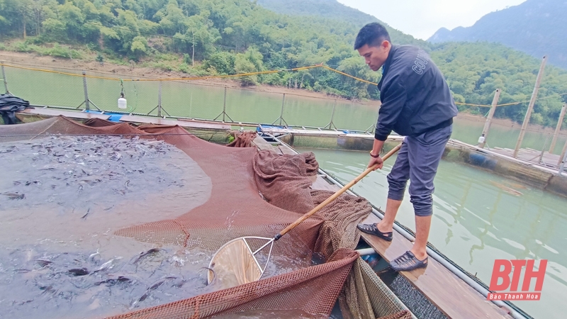 Nuôi cá lồng trên lòng hồ thủy điện Trung Xuân