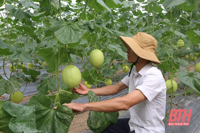 Hiệu quả bước đầu từ sản xuất nông nghiệp thông minh