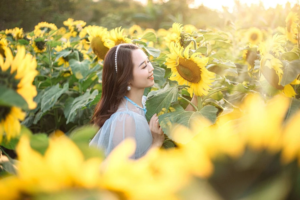 Rực rỡ sắc vàng của vườn hoa hướng dương tại Yên Định
