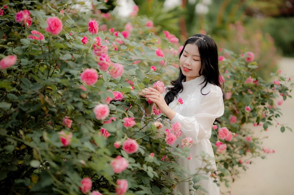 Rực rỡ sắc vàng của vườn hoa hướng dương tại Yên Định