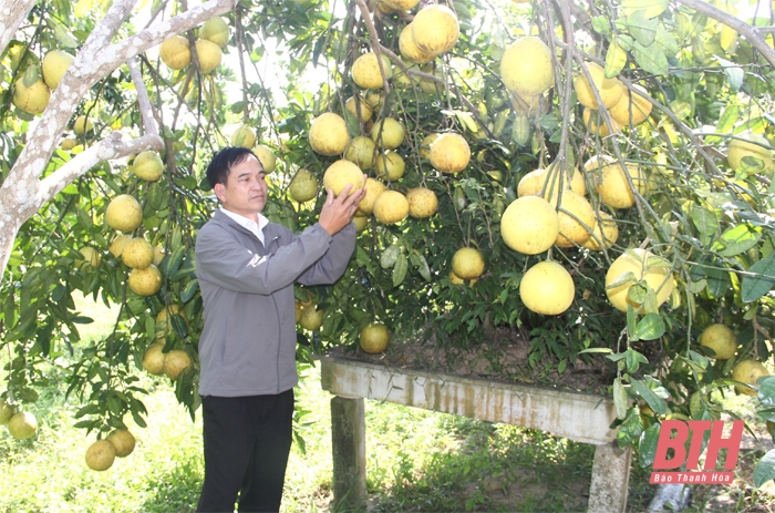 Thăm trang trại bưởi theo hướng công nghệ cao được “số hóa” trong canh tác