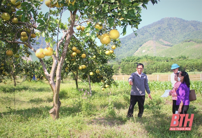 Thăm trang trại bưởi theo hướng công nghệ cao được “số hóa” trong canh tác