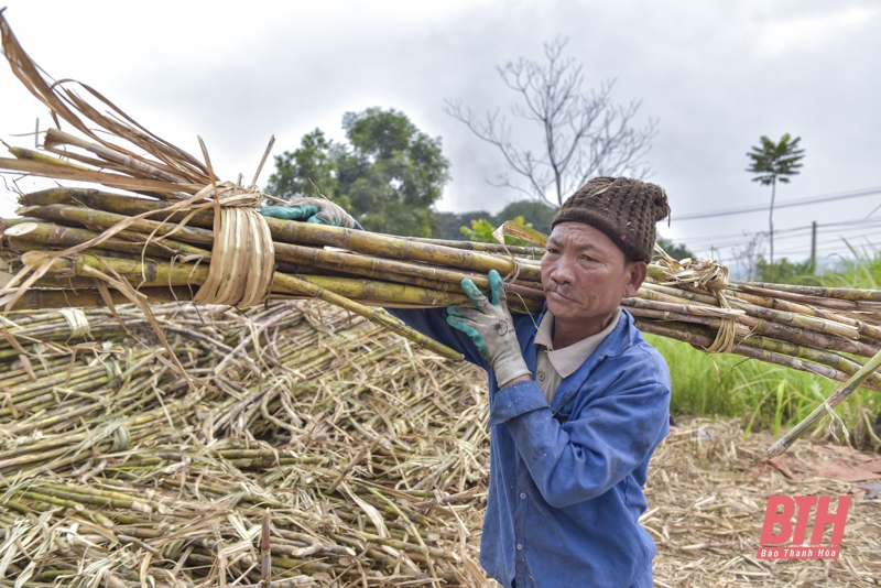 Những ngày giáp Tết ở “thủ phủ” mật mía Thạch Thành