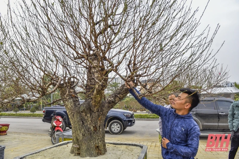 Những gốc đào cổ thụ xuống phố đón Xuân về