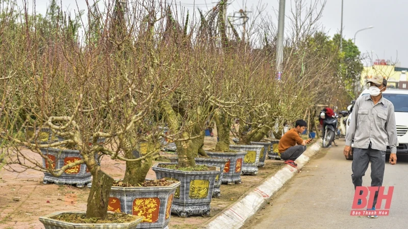 Những gốc đào cổ thụ xuống phố đón Xuân về