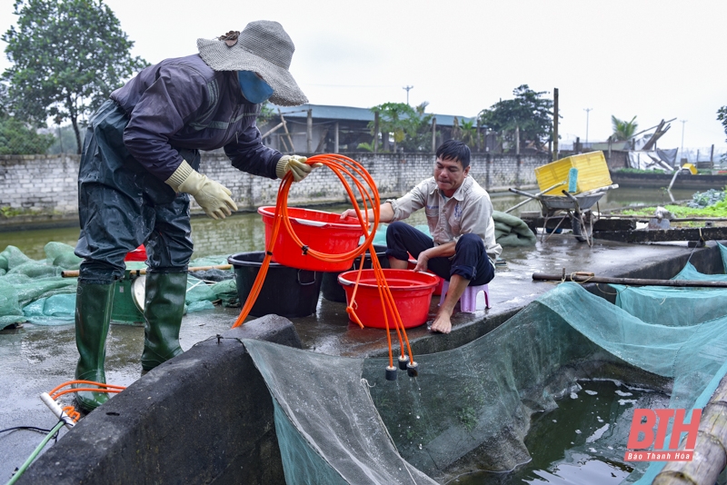 Tất bật thu hoạch cá chép đỏ phục vụ Tết ông Công, ông Táo