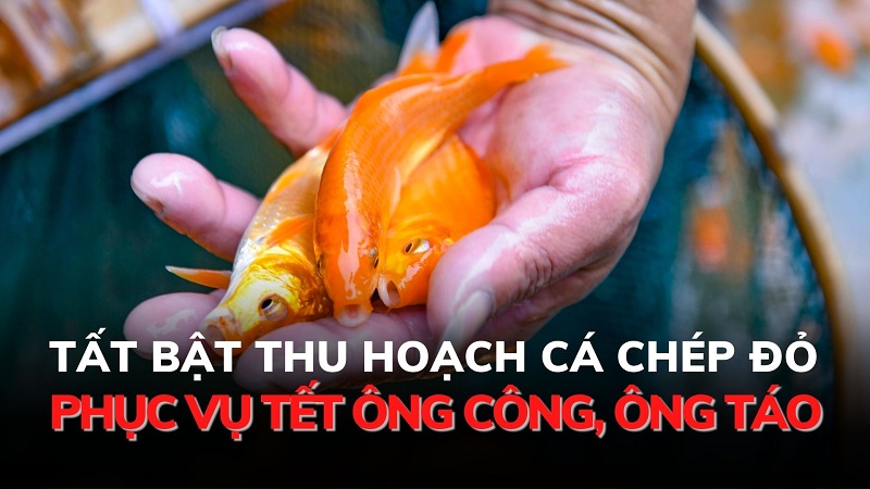 Tất bật thu hoạch cá chép đỏ phục vụ Tết ông Công, ông Táo