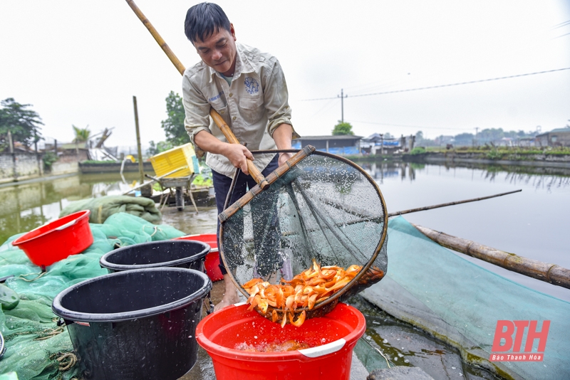 Tất bật thu hoạch cá chép đỏ phục vụ Tết ông Công, ông Táo