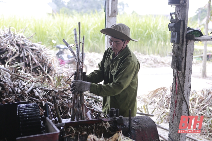 Thạch Thành phát triển cây mía nguyên liệu và sản phẩm OCOP từ mật mía