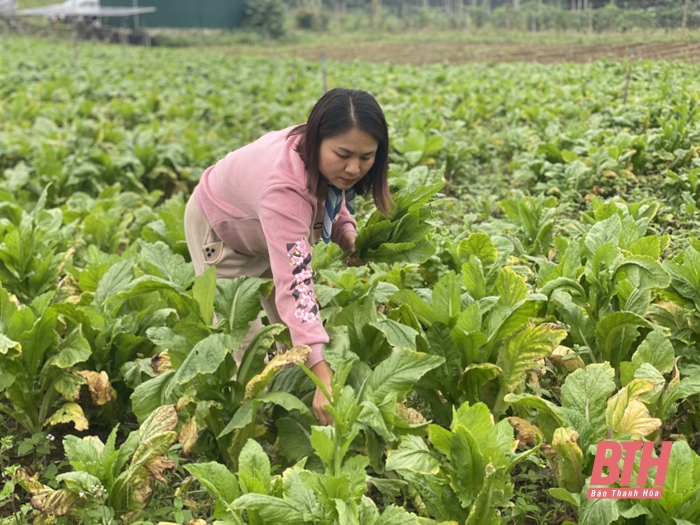 Thăm vườn rau VietGAP đầu tiên trên đất châu Lang