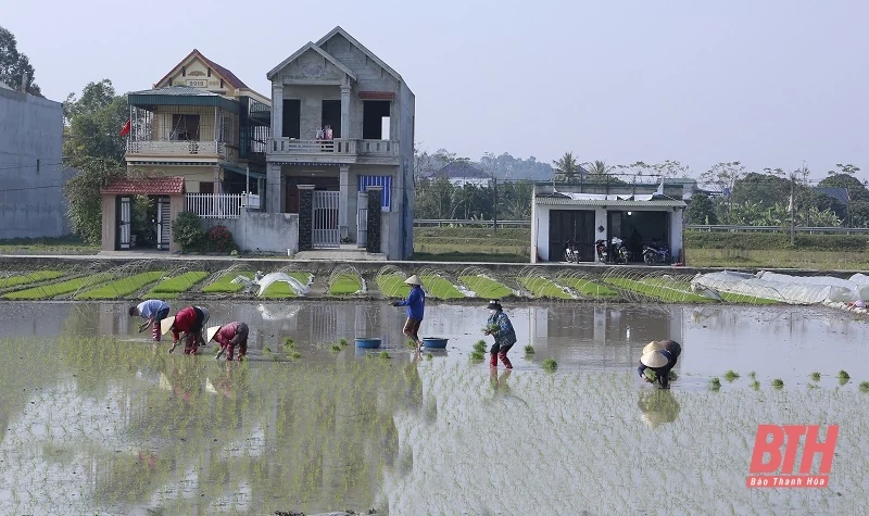 Các địa phương đồng loạt xuống đồng gieo cấy vụ xuân