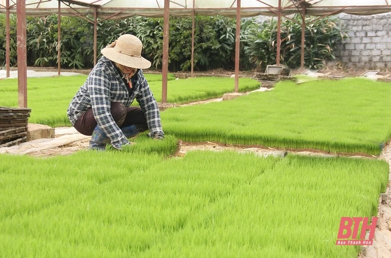 Các địa phương đồng loạt xuống đồng gieo cấy vụ xuân