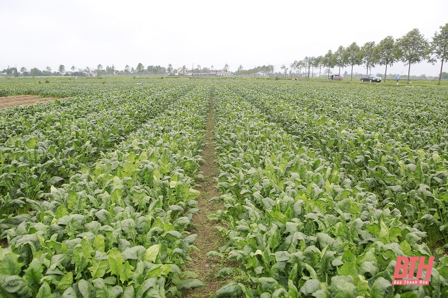 Trên cánh đồng liên kết sản xuất, tiêu thụ rau an toàn
