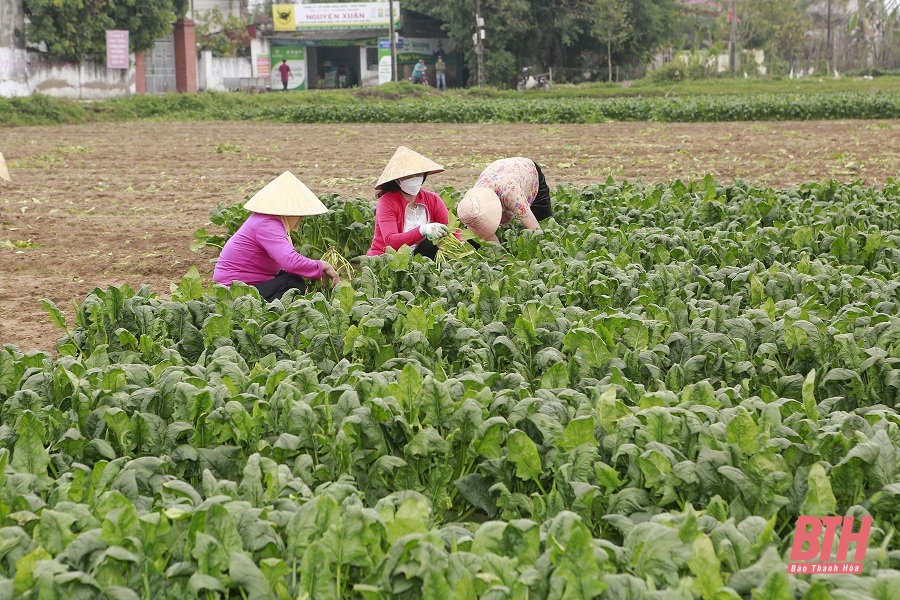 Trên cánh đồng liên kết sản xuất, tiêu thụ rau an toàn