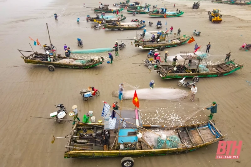 Ngư dân Thanh Hóa rộn ràng vào mùa cá trích