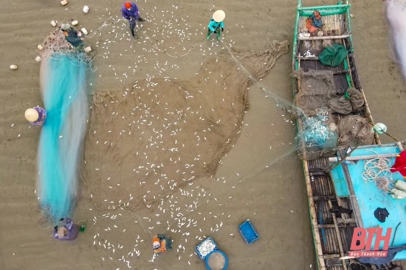 Ngư dân Thanh Hóa rộn ràng vào mùa cá trích