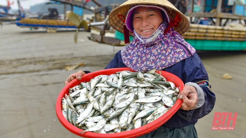 Ngư dân Thanh Hóa rộn ràng vào mùa cá trích