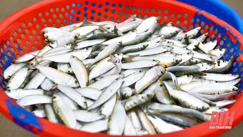 Ngư dân Thanh Hóa rộn ràng vào mùa cá trích