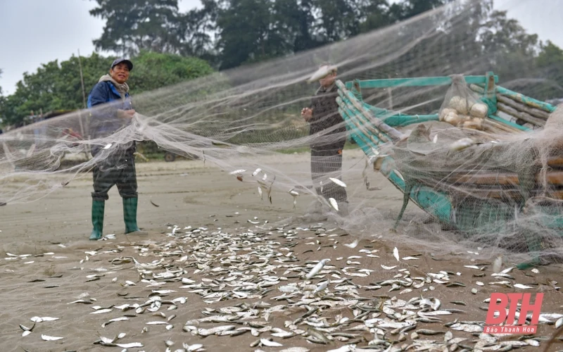 Ngư dân Thanh Hóa rộn ràng vào mùa cá trích