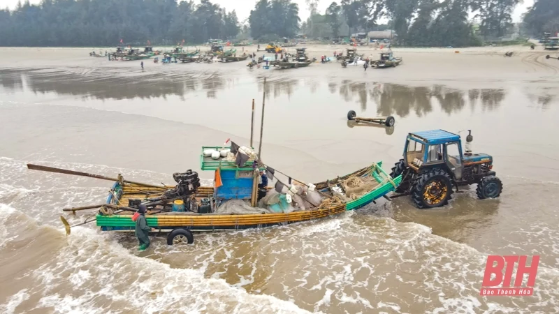 Ngư dân Thanh Hóa rộn ràng vào mùa cá trích