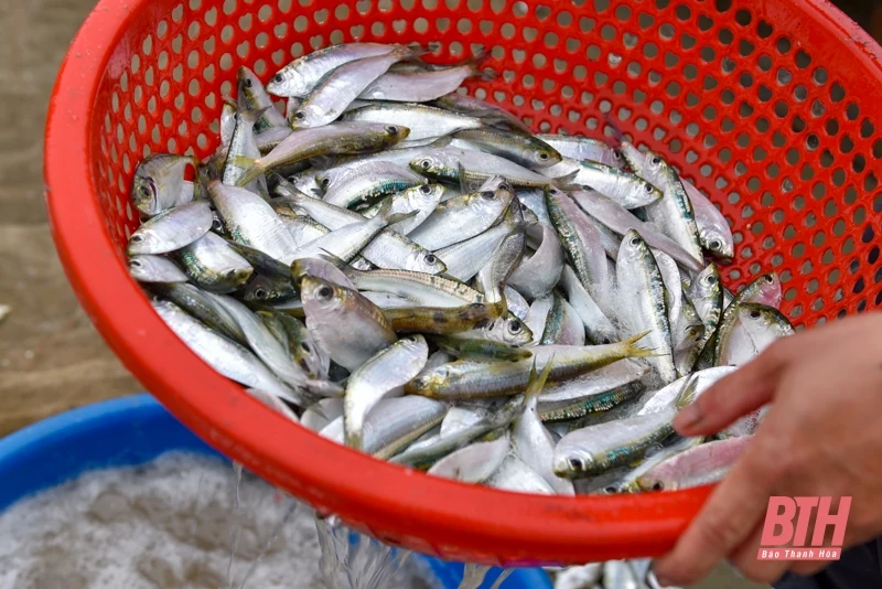 Ngư dân Thanh Hóa rộn ràng vào mùa cá trích