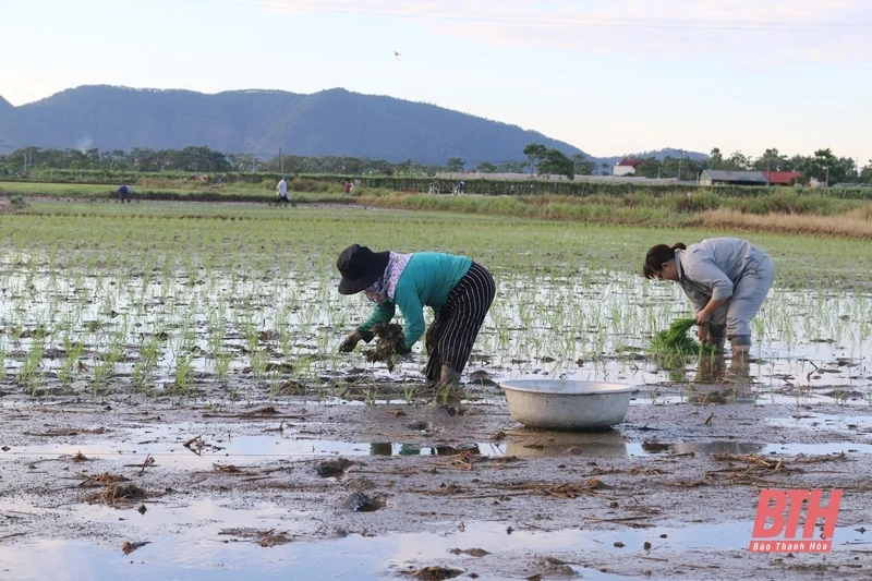 Hỗ trợ đào tạo, chuyển đổi nghề, tìm kiếm việc làm cho nông dân khi Nhà nước thu hồi đất