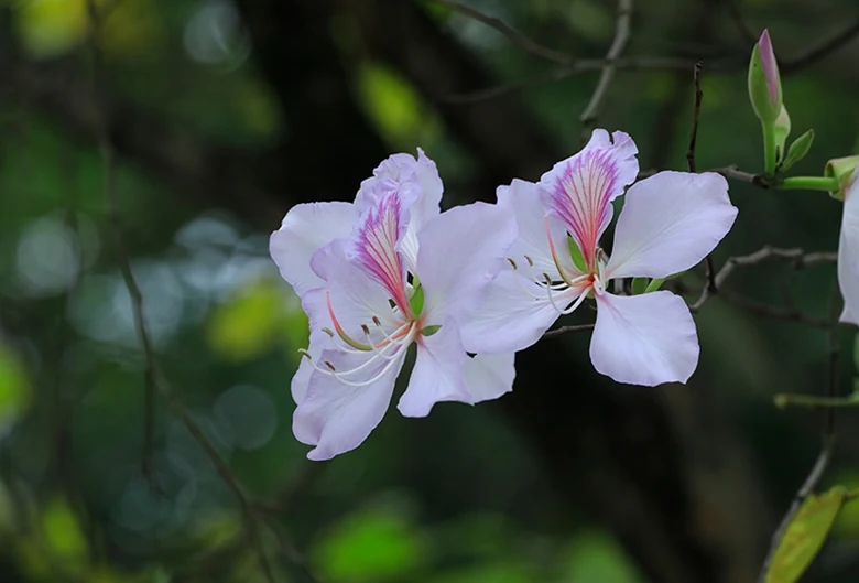 Chế biến các món ăn ngon từ hoa ban