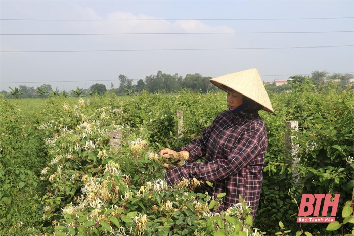 Thêm cơ hội phát triển cho cây dược liệu