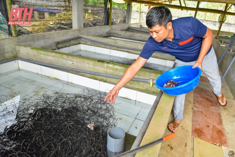 Cử nhân sư phạm nuôi giun quế thu lãi nửa tỷ mỗi năm