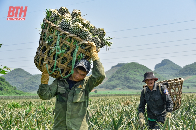 Nông dân thu hoạch dứa dưới trời nắng nóng 40 độ C