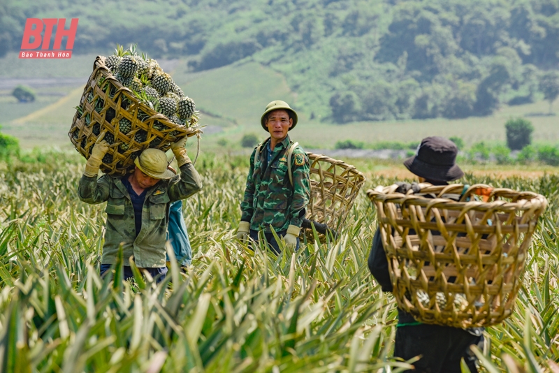 Nông dân thu hoạch dứa dưới trời nắng nóng 40 độ C