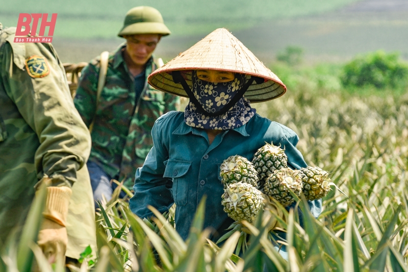 Nông dân thu hoạch dứa dưới trời nắng nóng 40 độ C